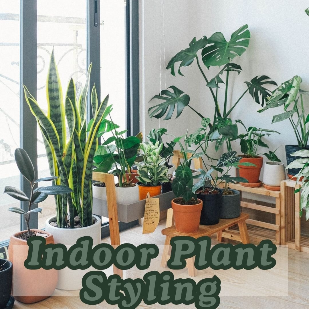 Indoor Plant Styling: DIY Tips to Transform Your Space