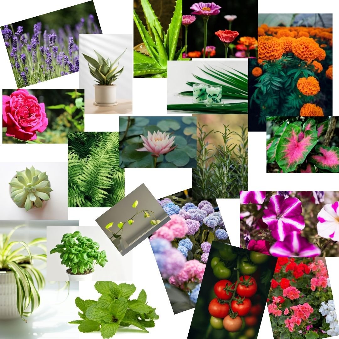 Plants for Home Gardens